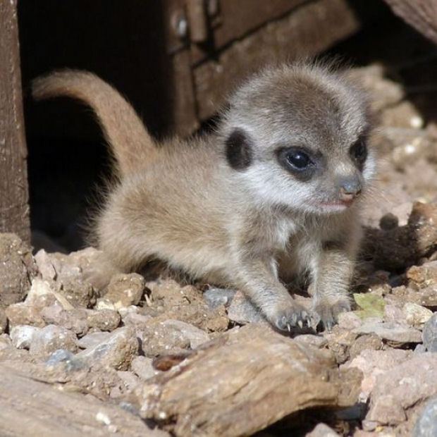 baby suricata